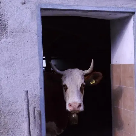 Biohof Unterstadl * Eben